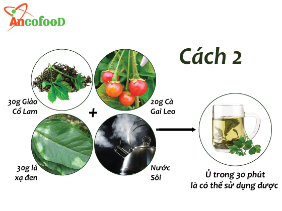 Cách dùng giảo cổ lam pha trà đúng cách và những điều nên lưu ý 