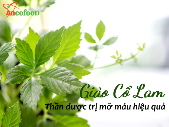 Giảo cổ lam “thần dược” trị mỡ máu mang lại hiệu quả cao 