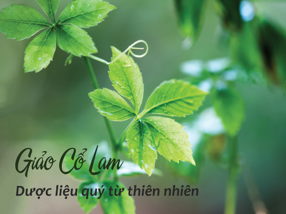 Giảo cổ lam thảo dược cổ quý hiếm từ thiên nhiên 