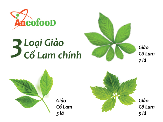 Giảo cổ lam thảo dược cổ quý hiếm từ thiên nhiên 