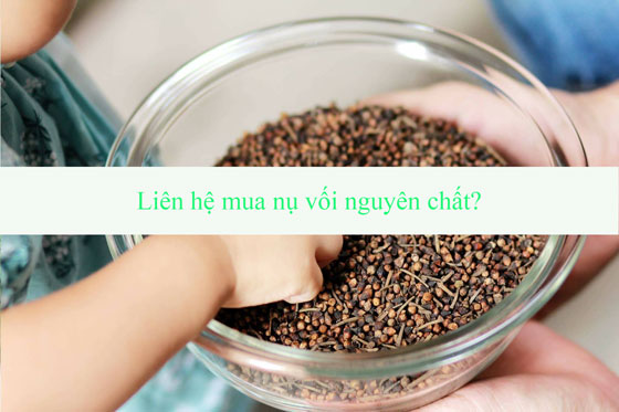 Địa chỉ bán nụ vối khô nguyên chất?