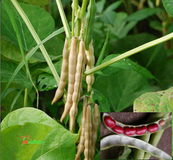 bột đậu đỏ