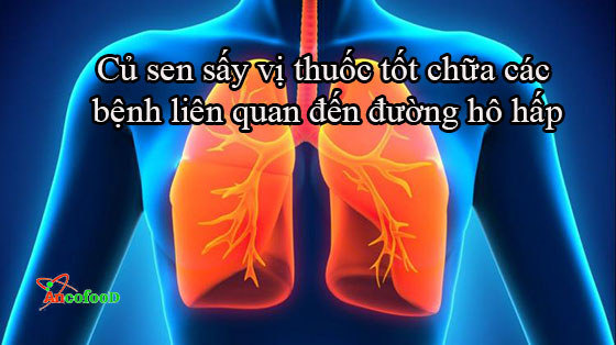 Công dụng của củ sen sấy trong y học giúp bạn luôn khỏe đẹp