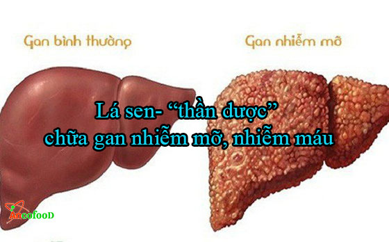 những lợi ích từ lá sen khô mang lại tốt cho sức khỏe mà bạn biết